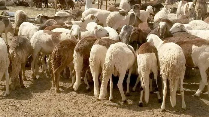Sudanese sheep and goat supply from the company presentation